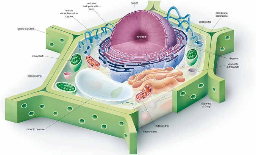 CELLULA