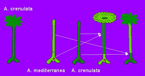 Il fusto di Acetabularia crenulata trapiantato sul rizoide di Acetabularia