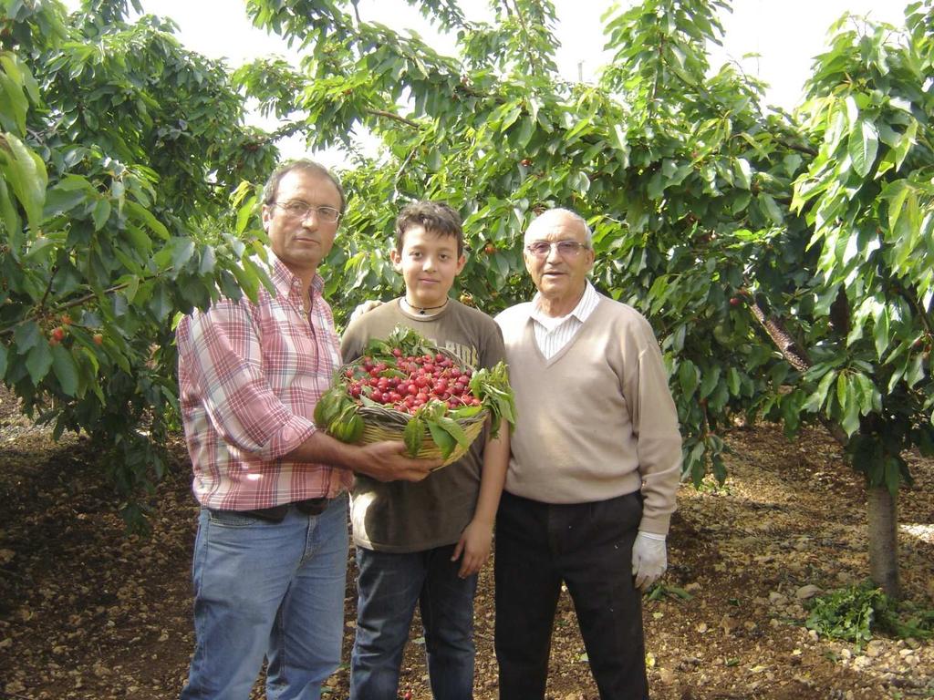 Nella foto dalla sinistra, Franco con il figlio Giovanni e Giovanni Mazzone con le ciliegie raccolte il 6 maggio in
