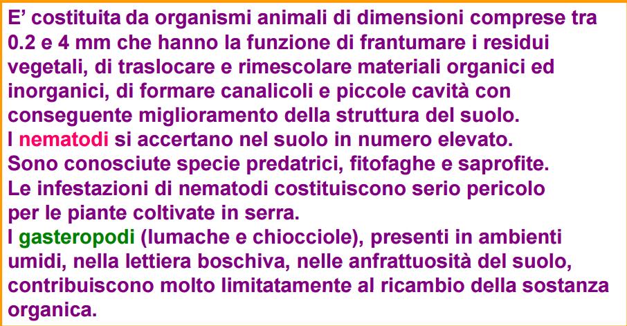 Il biota del suolo: