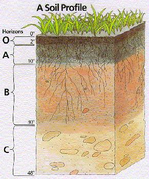 Distribuzione del soil biota lungo il profilo Lo sviluppo di microrganismi nel suolo dipende strettamente dalla presenza di sostanza organica ed è concentrata essenzialmente agli strati più