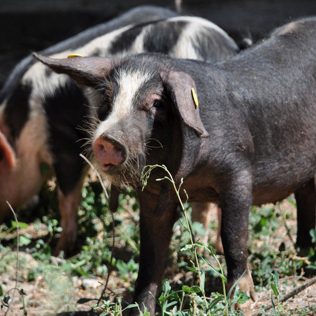 IDENTIFICAZIONE E REGISTRAZIONE DEGLI ANIMALI Nel caso in cui l orecchio sia pigmentato e il