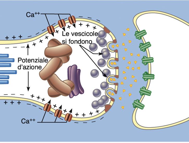 Meccanismi presinaptici 2 Liberazione del neurotrasmettitore L arrivo del PA nel bottone sinaptico attiva canali del Ca ++ voltaggio dipendenti Ca ++ entra transitoriamente nel bottone terminale Il