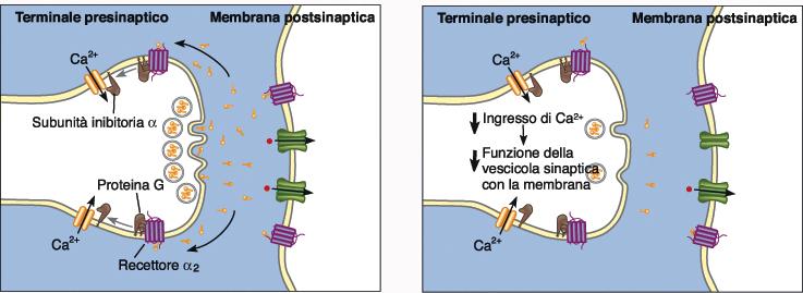 Recettori adrenergici e meccanismi a feedback Inibizione a feedback: autorecettori α 2 Autorecettori α 2