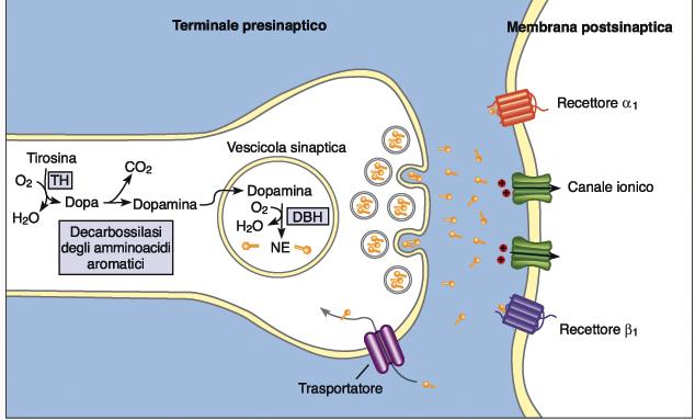 Ammine biogene-dopammina Tre sottotipi di recettori D 1 : accoppiati a proteina G s attivano l adenilciclasi D 2 e D 3 : accoppiati a proteina G p inibiscono l adenilciclasi D 2 iperpolarizza L 80%