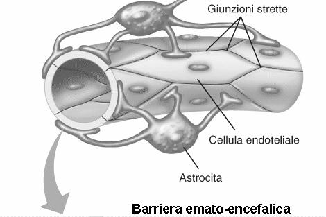 La barriera ematoencefalica protegge il SNC perché riduce il movimento di molecole