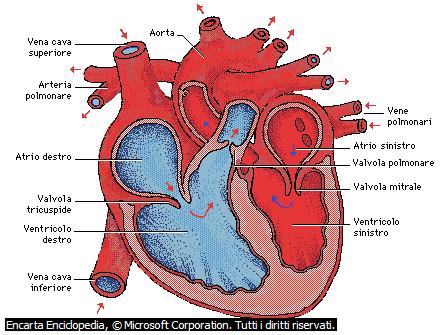 Ecocardiografia È un esame che permette la valutazione