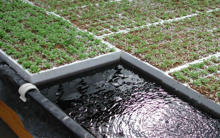 Particolarmente idoneo il floating system Tecnica di coltivazione che prevede l impiego come supporto per la pianta di pannelli di polistirolo Costi d impianto: galleggianti (5-10 su vasche U$/m 2 )