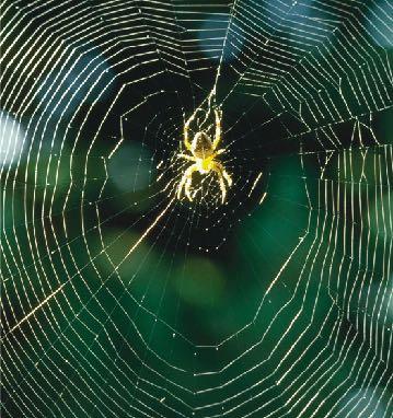 Le ghiandole addominali del ragno producono le fibre della ragnatela, costituite da una proteina fibrosa ricca di foglietti beta Le fibre radiali, rigide, contribuiscono a fissare la