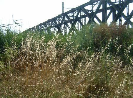 Foto 2: Presenza di fitta vegetazione nella parte centrale