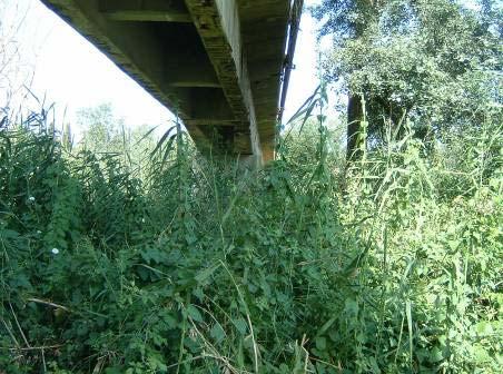 Foto 7: Fitta vegetazione presente sulla sponda destra del ponte descritto nella scheda 497.