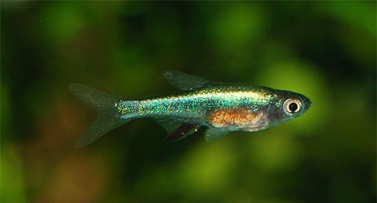 Anno 2007 Un altra splendida varietà cromatica di Sundadanio axelrodi, in una foto concessa a Playfish da Michael Lo, che ringraziamo. Rasbora axelrodi; solo recenti studi effettuati dal prof.