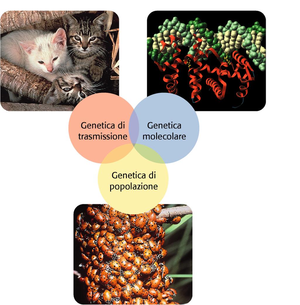 Genetica di trasmissione: Comprende i principi fondamentali di tale scienza e le modalità mediante le quali i caratteri passano da una generazione successiva all altra.