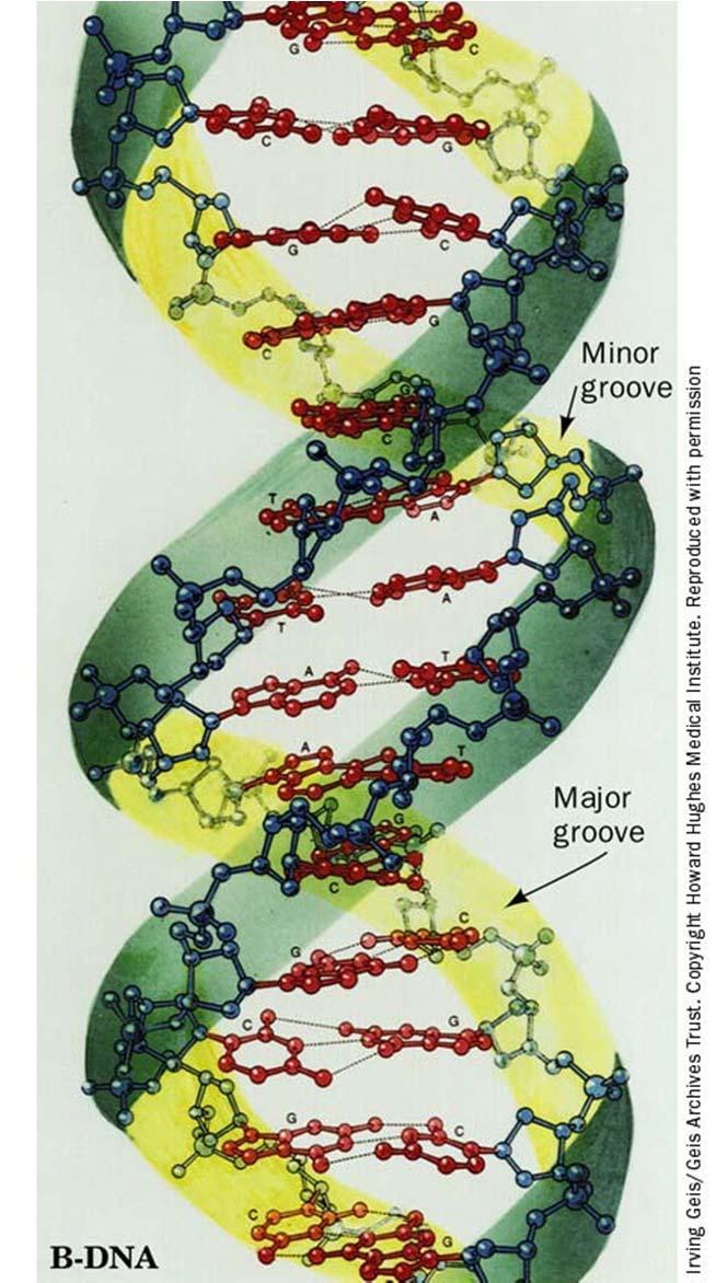 Struttura DNA Struttura del DNA B la forma biologicamente più comune di DNA - doppia elica (catene antiparallele destrorse) - 2 scanalature: scanalatura maggiore e minore - scheletro covalente di