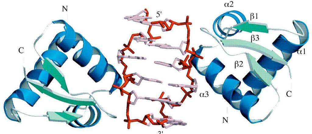 Struttura DNA DNA Z funzione biologica ed esistenza in vivo?