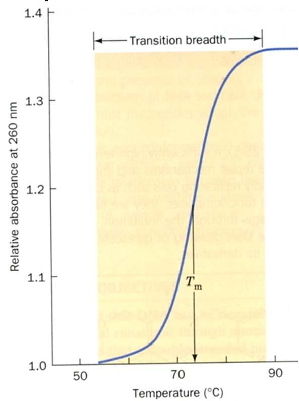 Forze che stabilizzano la struttura degli acidi nucleici Denaturazione - brusco incremento nell assorbimento della luce (di solito a 260 nm) in un ristretto intervallo di T la denaturazione del DNA è