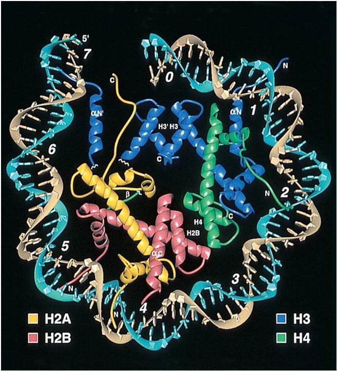 Struttura dei cromosomi eucariotici Particella centrale del nucleosoma - gli istoni H2A, H2B, H3 e H4 hanno sequenze diverse ma struttura