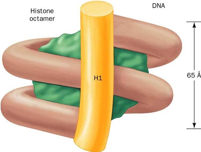 Struttura dei cromosomi eucariotici Istone H1: ruolo nella condensazione della cromatina - la nucleasi di micrococco degrada la cromatina in singoli