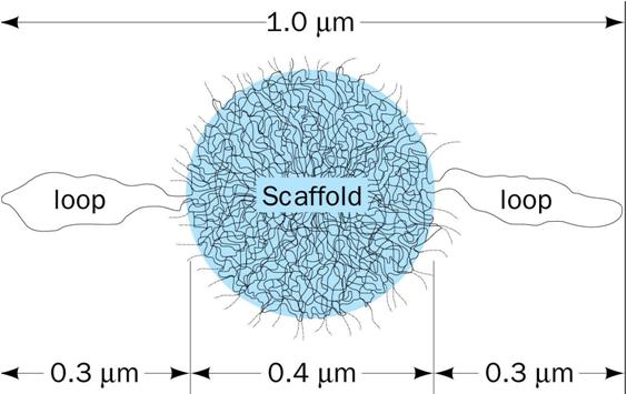 radialmente a partire da una impalcatura centrale formata da proteine fibrose -