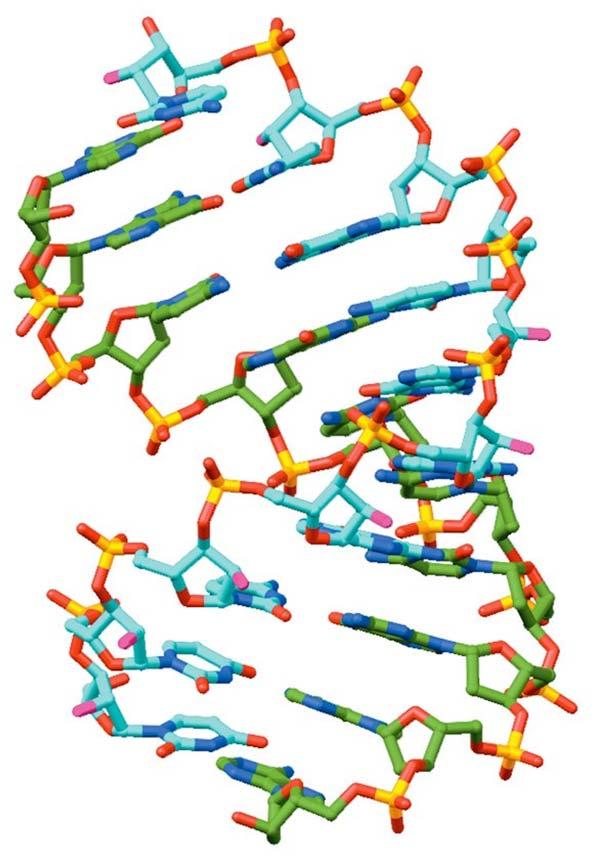 Struttura RNA - RNA a doppia elica non può assumere una conformazione simile al DNA B per interferenze steriche che coinvolgono i gruppi 2 -OH - conformazione simile al DNA A possibile elica