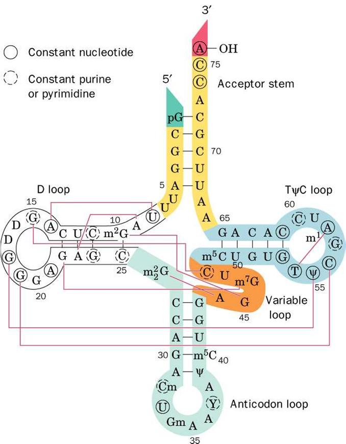 Struttura terziaria del trna 5) braccio TψC (o braccio T) stelo di 5 bp che termina con l ansa che contiene la sequenza TΨC (Ψ pseudouridina) 6) sequenza 3 CCA con il gruppo ossidrilico 3 libero (a