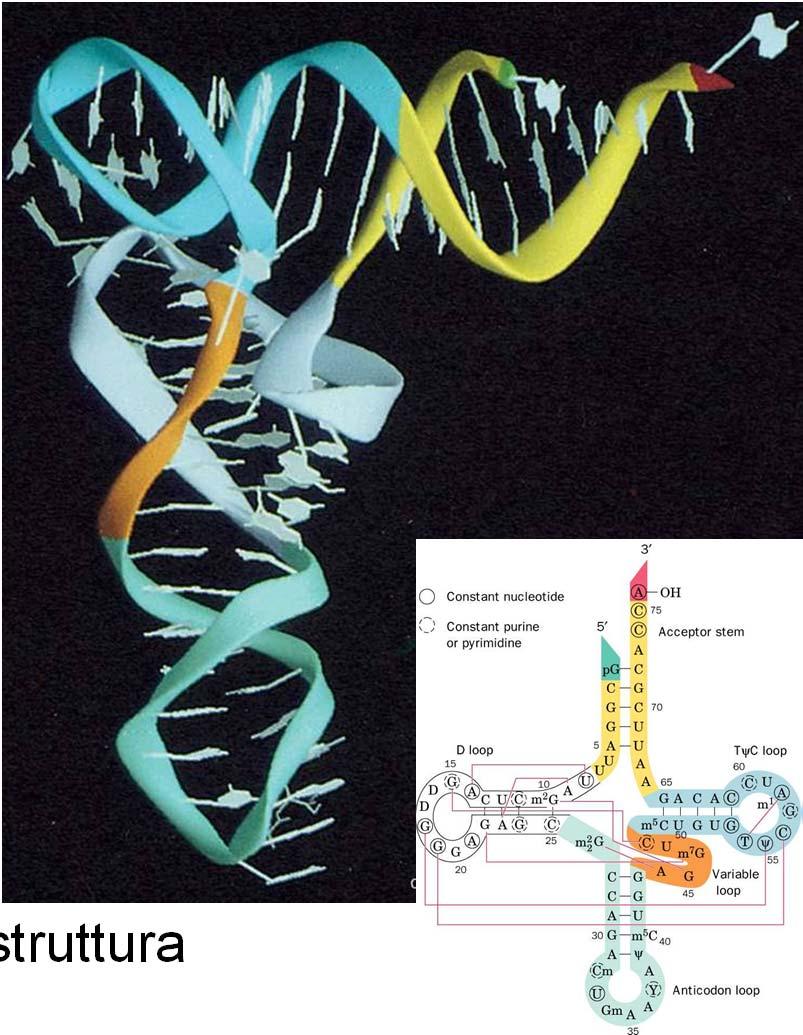 Struttura terziaria del trna Le molecole di trna hanno forma a L in cui lo stelo accettore e lo stelo T formano un braccio della lettera e lo stelo D e dell anticodone l altro braccio - i bracci sono