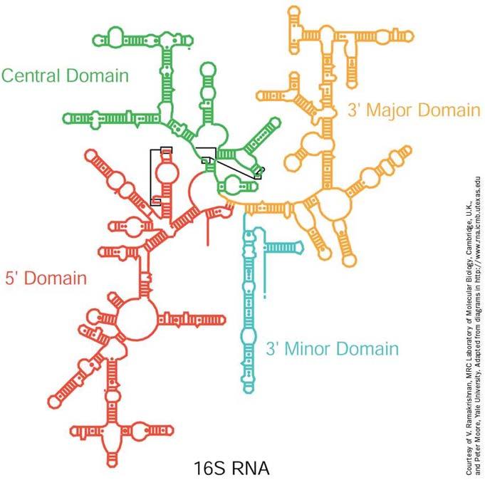 Struttura del Ribosoma nei procarioti Struttura secondaria 16S rrna (1542 nucleotidi) - formato da 4 domini con 54% delle basi appaiate - steli a