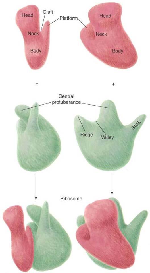 Struttura del Ribosoma nei procarioti Struttura tridimensionale - prime strutture a bassa risoluzione con tecniche di microscopia elettronica e