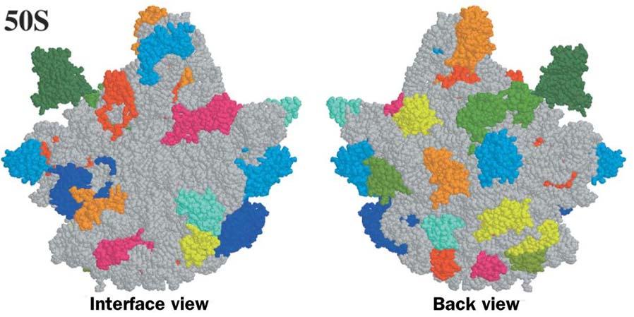 che legano l mrna ed i trna 4) molte proteine consistono di un dominio globulare e di una coda - se presente, il dominio globulare è localizzato sulla