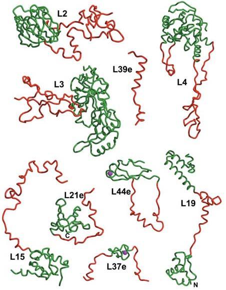 fra segmenti di RNA vicini - sequenze delle code proteiche meglio conservate rispetto ai domini globulari ipotesi di un