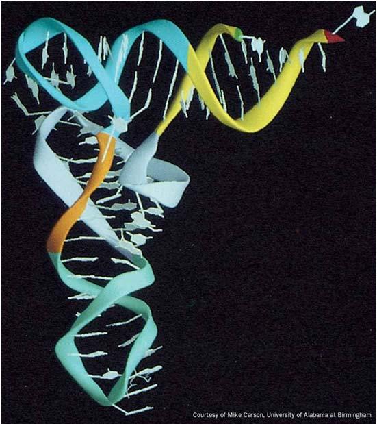 Struttura tridimensionale Traduzione e sintesi delle proteine - i 3 trna legati hanno struttura leggermente diversa col trna