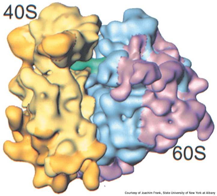 Ribosoma eucariotico Traduzione e sintesi delle proteine - differenze rispetto ai procarioti associate alle parti aggiuntive, ma anche le parti comuni possono avere strutture leggermente diverse - 16