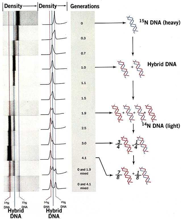 La replicazione del DNA è semiconservativa Esperimento di Meselson e Stahl 1958 Marcatura del DNA con 15N batterio E.