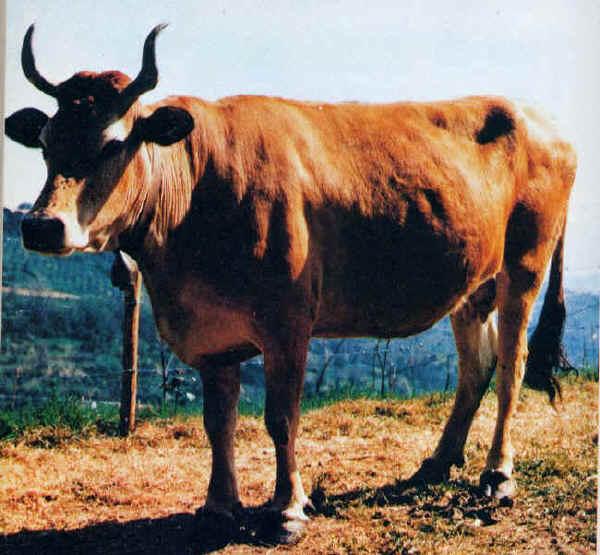 (revisionata) BOVINO PONTREMOLESE RER A021 Famiglia: Bovidae Genere: Bos Specie: taurus Nome comune: Pontremolese Codice iscrizione Registro nazionale: