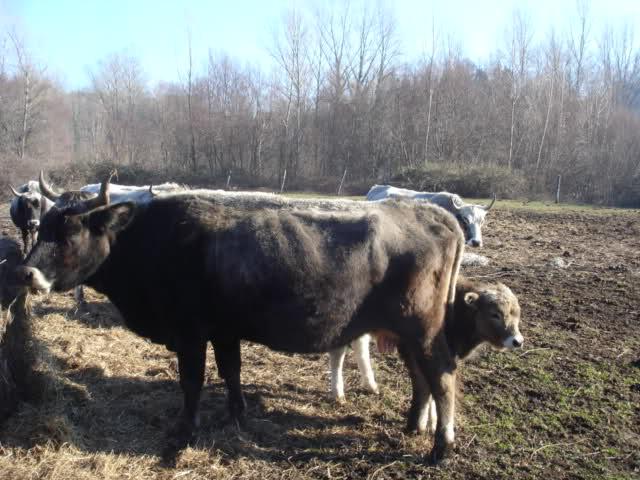 Successivamente, in seguito alla diminuzione dell uso dinamico dei bovini, le popolazioni podoliche settentrionali andarono incontro a forti contrazioni numeriche (scomparvero infatti dal basso