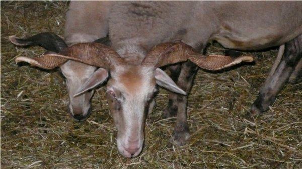 OVINO MODENESE O PAVULLESE RER A009 Famiglia: Bovidae Genere: Ovis Specie: Nome comune: Modenese Codice iscrizione Registro nazionale: Sinonimi accertati: Emiliana di