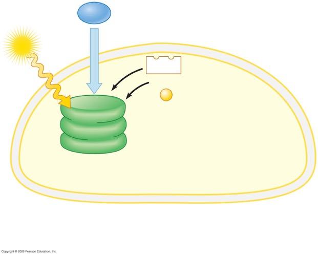 H 2 O Cloroplasto Luce NADP + ADP +