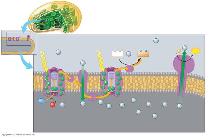 Cloroplasto Stroma (bassa concentrazione di H + ) H + Luce H + Luce NADP + + H + NADPH ADP + P H + ATP H + Membrana del tilacoide H 2 O 1 O 2 2 + 2H + H + H + Catena