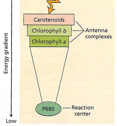la luce viene captata dai sistemi antenna 200-300 molecole Chl per centro di reazione diverse centinaia di carotenoidi i sistemi antenna inviano l