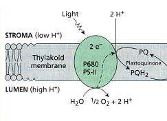 l idrochinone si dissocia dal PS-II e diffonde attraverso la membrana