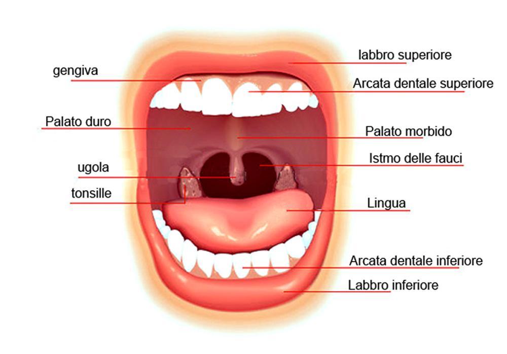 2 TAPPA, LO STOMACO Il bolo alimentare passa attraverso l'esofago e va direttamente nello stomaco. Lo stomaco ha una forma a sacco, contenente i succhi gastrici.