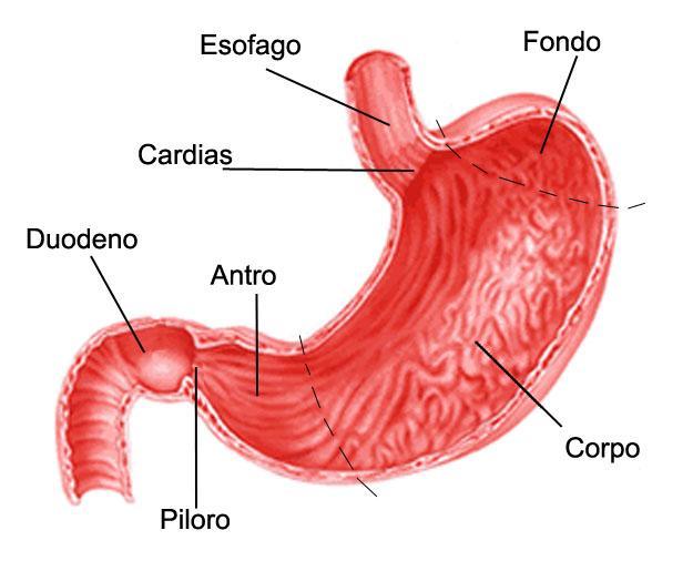 3 TAPPA, INTESTINO TENUE Nell'intestino tenue si completano processi digestivi chimici, e avviene l'assorbimento dei prodotti della digestione, attraverso la mucosa; L'intestino tenue è un tubo