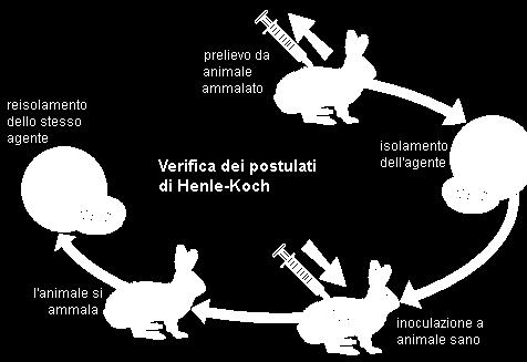 I POSTULATI DI KOCH (1881) 1. L agente causale deve essere presente in tutti i casi della malattia di cui è ritenuto responsabile, e deve essere assente negli individui sani. 2.