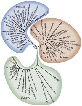 filogenetico basato su conservazione del 16S RNA La