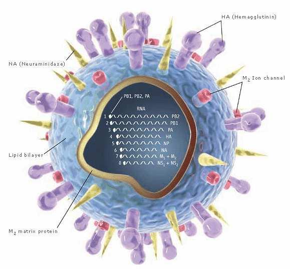L influenza in breve - 1933 è stato identificato il virus influenzale