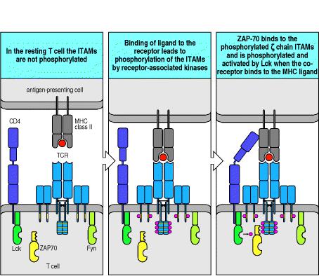 SEGNALI TRANSDUZIONALI TRAMITE TCR In cellule T cells non stimolate, Fyn, un membro della famiglia di Src, si associa con il dominio citoplasmatico delle catene CD3,γ, δ e ε (per fosforilarne I