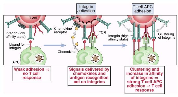 Integrine Le principali funzioni delle integrine sono di mediare l'adesione delle cellule T alle APC, alle cellule endoteliali, e a proteine della