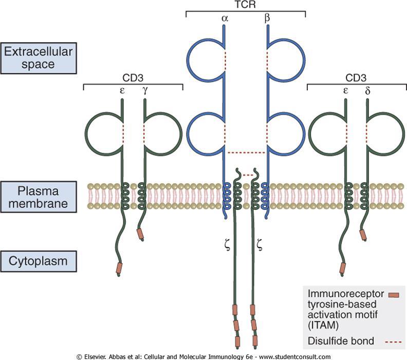 TCR/CD3 Complex I segnali biochimici che vengono attivati nelle cellule T dal riconoscimento antigenico non sono trasdotti dal recettore delle cellule T stesso ma da proteine invarianti