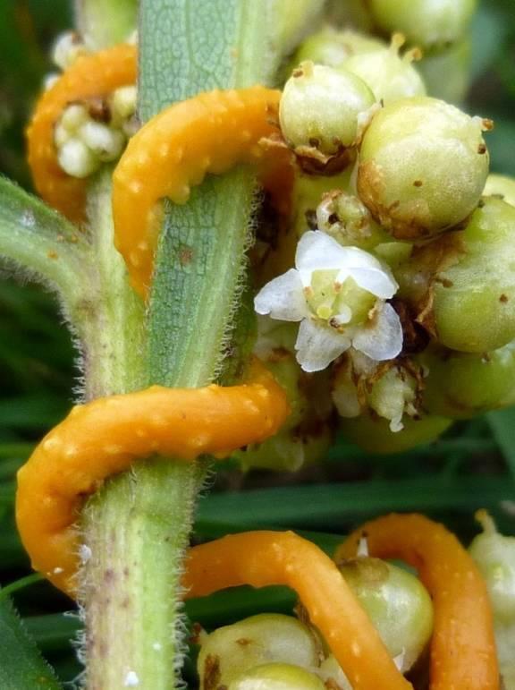 Cuscuta sp.