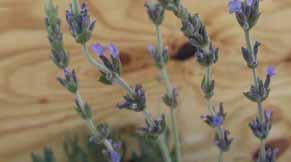 Foglia: grande, lanceolata con margine dentellato.